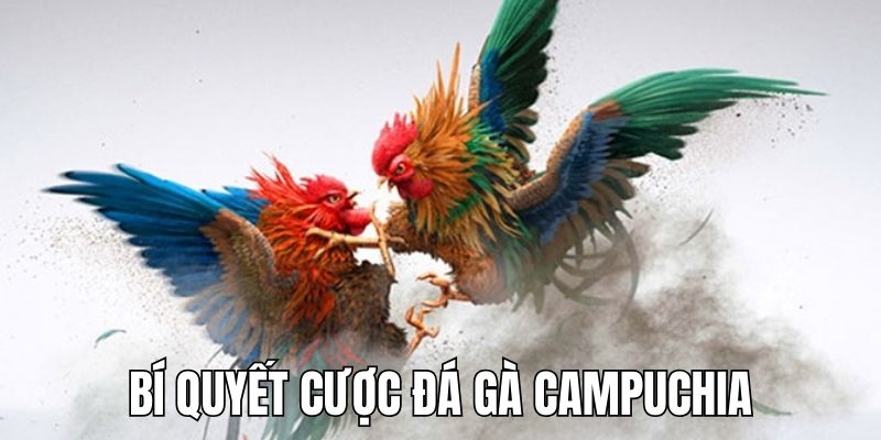 Kinh nghiệm cược đá gà Campuchia được cao thủ VN88 chia sẻ