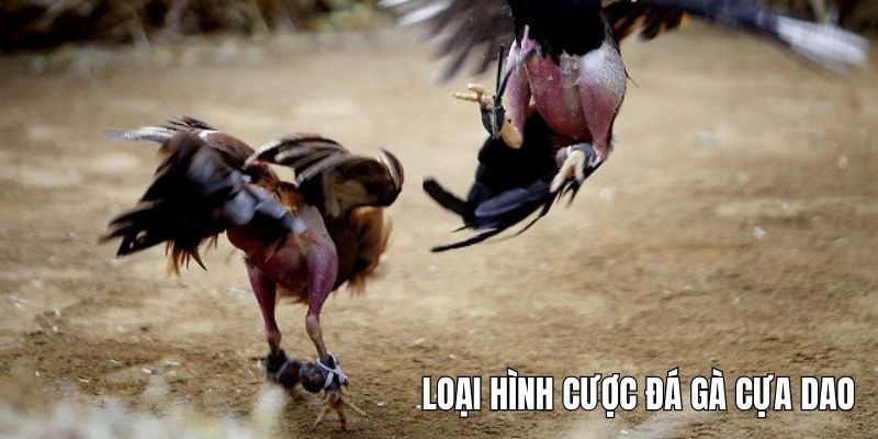 Có 3 loại hình cược trong đá gà cựa dao VN88