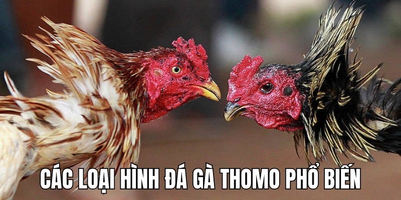 Những hình thức cược trực tiếp đá gà Thomo ăn khách hiện nay