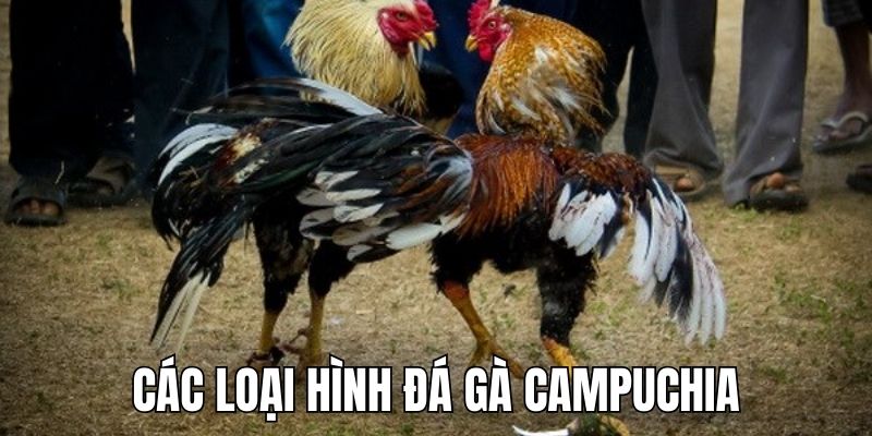 Những loại hình nổi bật của đá gà Campuchia