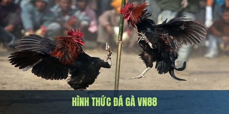 Một số hình thức thi đấu phổ biến tại sảnh đá gà của nhà cái VN88