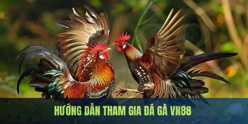 Quy trình tham gia siêu đơn giản dành cho người mới lựa chọn chọi kê