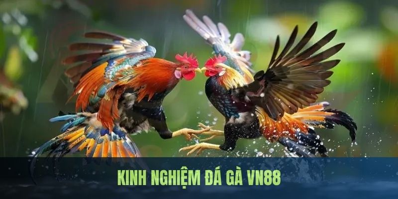 Chiến thuật hỗ trợ tham gia chọi kê đem đến hiệu quả cao cùng VN88