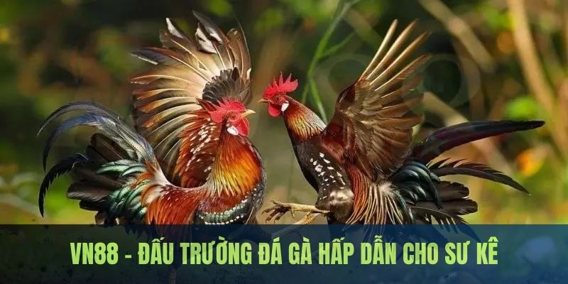 Đấu trường đá gà hấp dẫn dành cho các sư kê